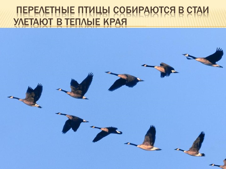 Презентация "Краски осени" для познавательного развития детей младшего возраста
