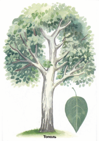 Shape3