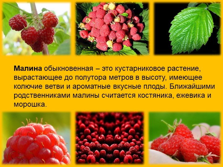 Презентация по окружающему миру "Малина"