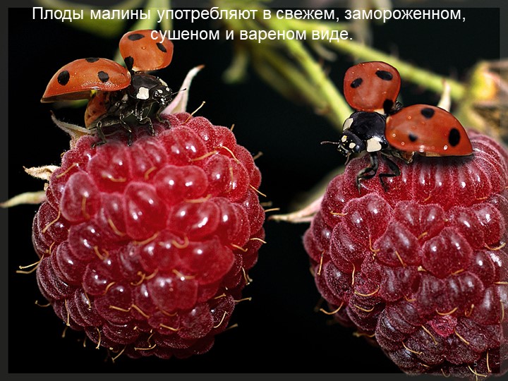 Презентация по окружающему миру "Малина"