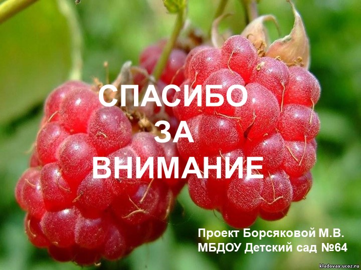 Презентация по окружающему миру "Малина"