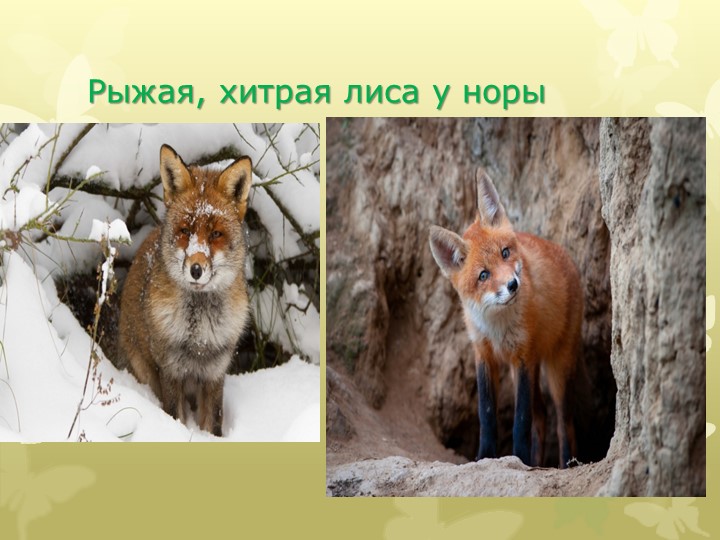 Презентация "Этот удивительный мир животных"