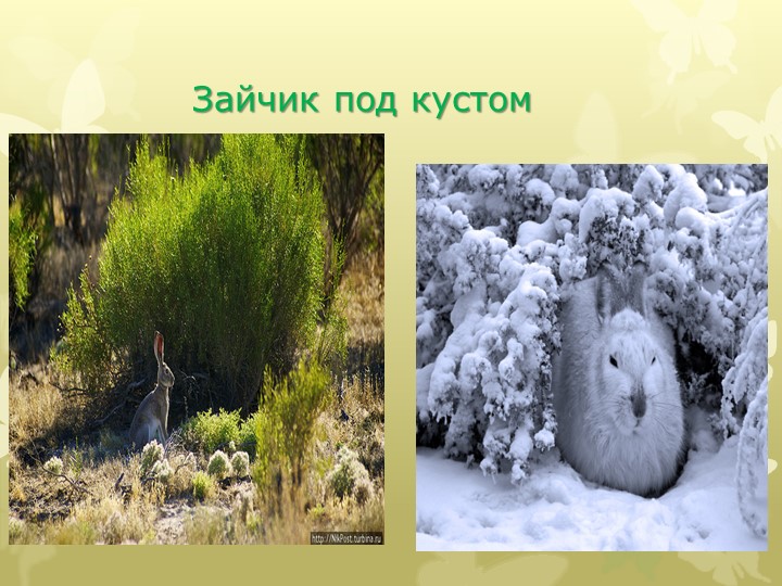 Презентация "Этот удивительный мир животных"