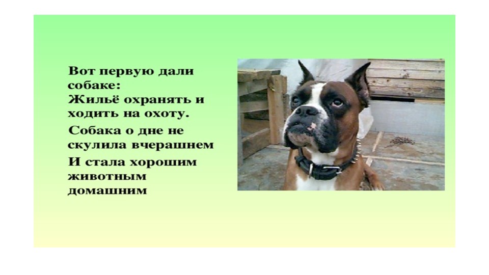 Презентация "собака друг человека"