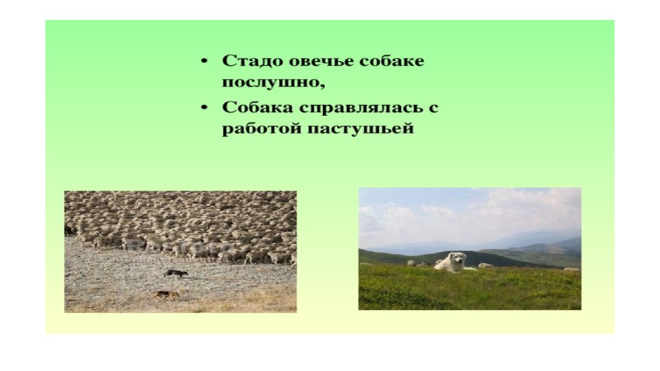 Презентация "собака друг человека"