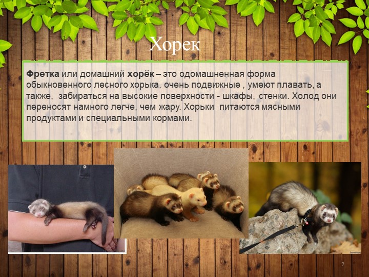 Презентация по познавательному развитию на тему "Редкие домашние животные" (Подготовительная группа).