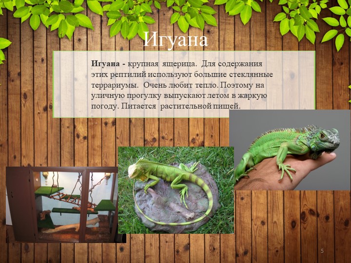 Презентация по познавательному развитию на тему "Редкие домашние животные" (Подготовительная группа).