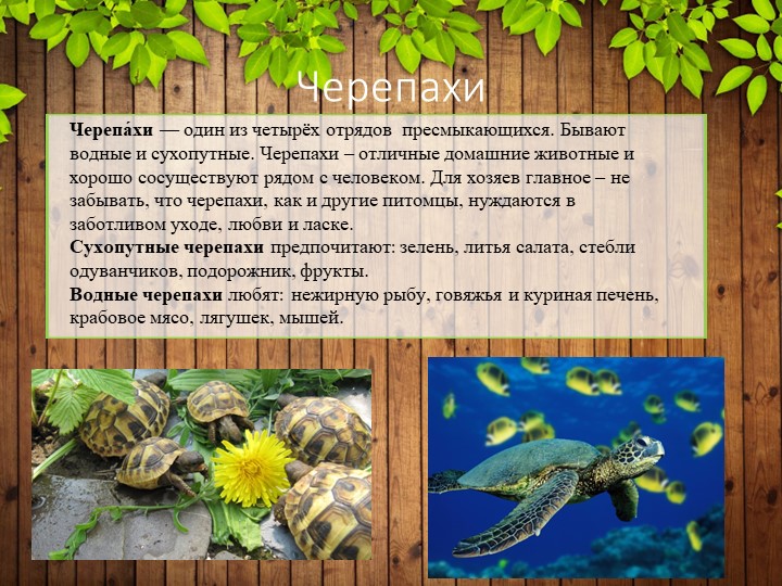 Презентация по познавательному развитию на тему "Редкие домашние животные" (Подготовительная группа).