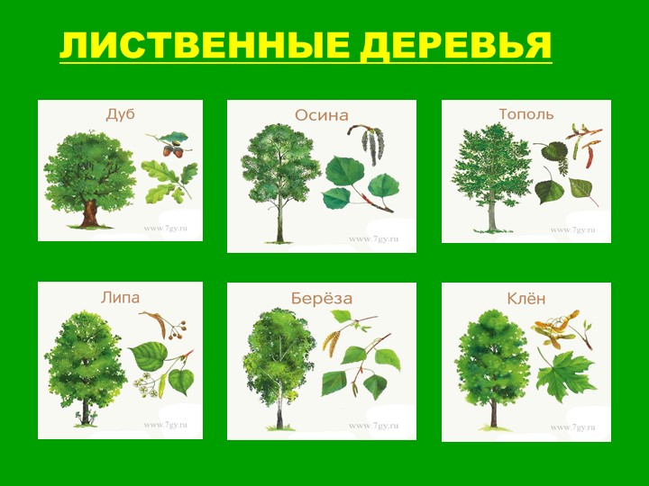 Презентация для старших дошкольников "Прогулка по лесу"