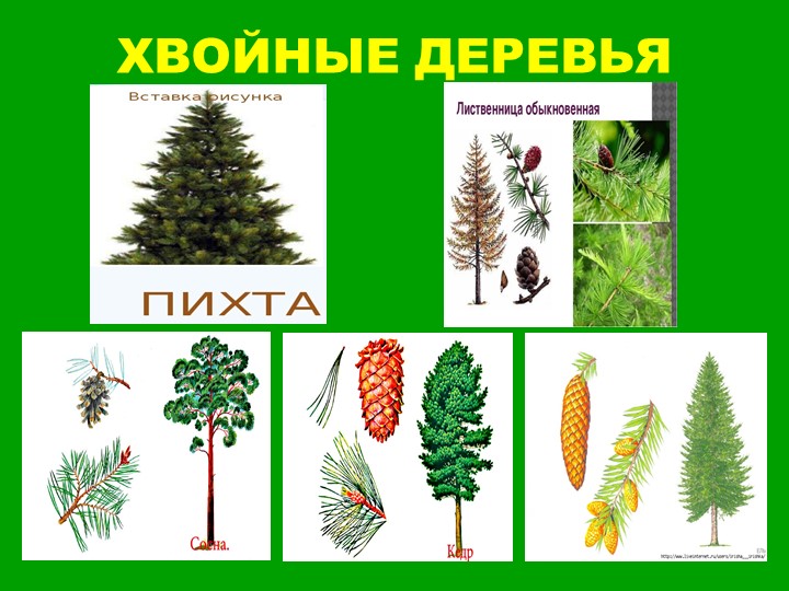 Презентация для старших дошкольников "Прогулка по лесу"