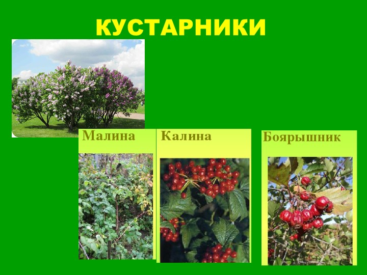 Презентация для старших дошкольников "Прогулка по лесу"