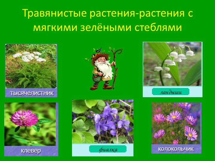 Презентация для старших дошкольников "Прогулка по лесу"