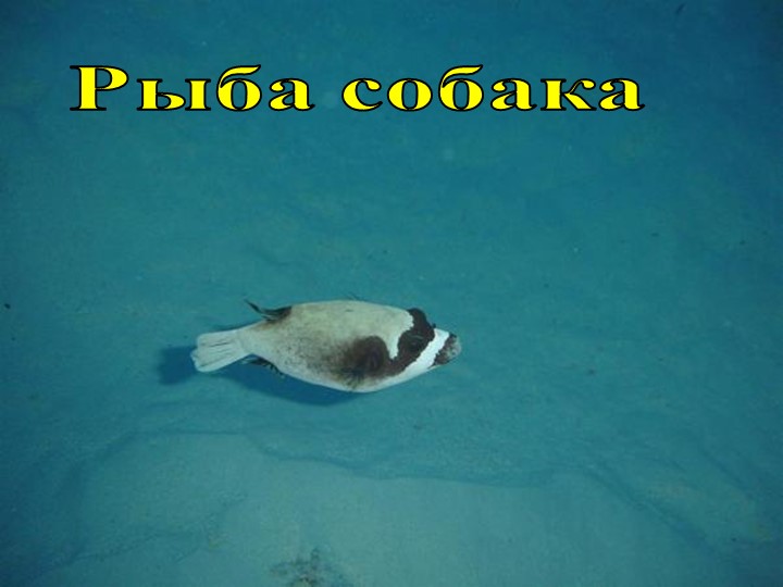 Презентация на тему "столица Казахстана- Астана"