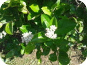Picture 29
