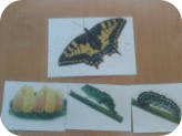 Picture 27