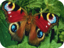 Picture 29