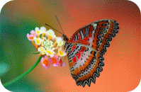 Picture 32