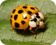 Picture 35