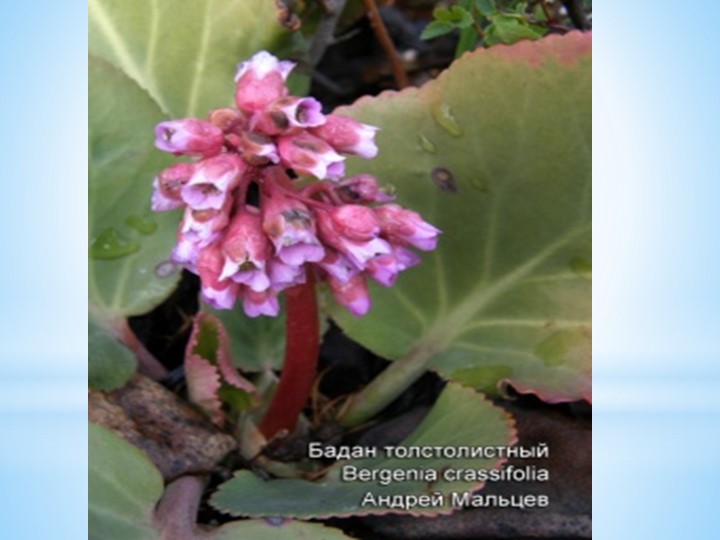 Презентация по экологии "Заповедник Тигирекский"