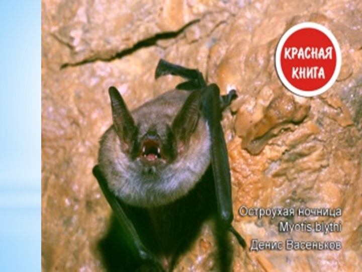 Презентация по экологии "Заповедник Тигирекский"