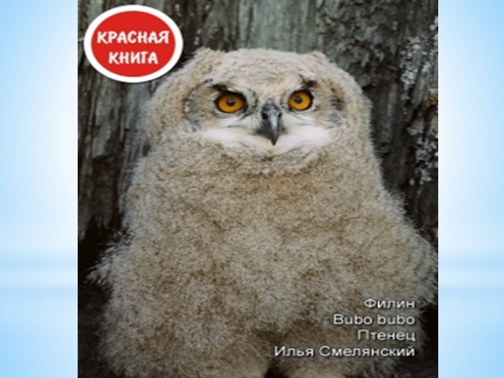 Презентация по экологии "Заповедник Тигирекский"