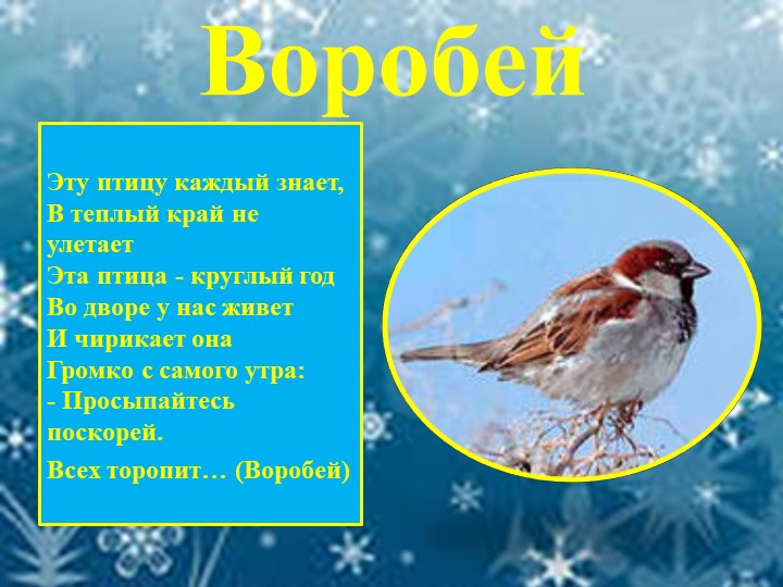 Презентация для детей "Зимующие птицы"