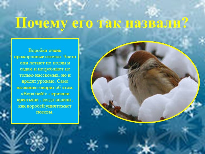Презентация для детей "Зимующие птицы"