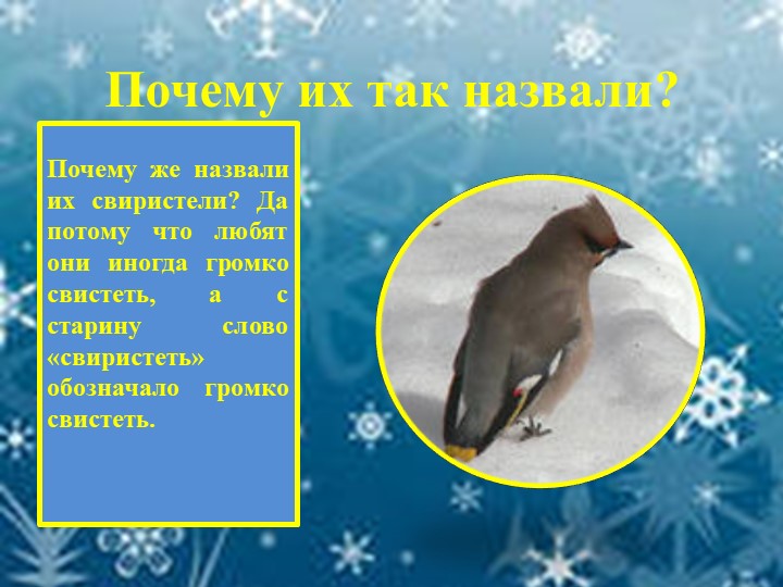 Презентация для детей "Зимующие птицы"