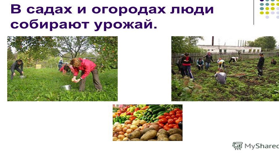 Презентация на тему: "Труд людей осенью"