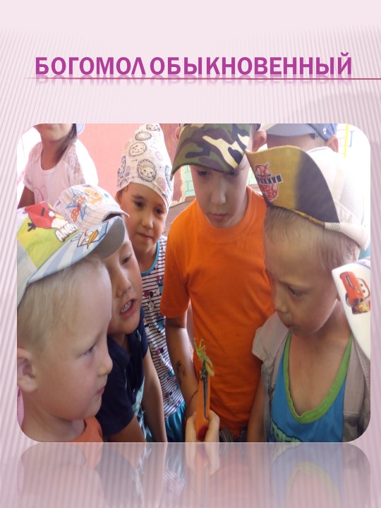 Презентация по экологическому воспитанию на тему "Проект "Красная книга" руками детей и родителей""