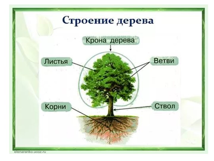 Презентация на тему "Помогите лесу"
