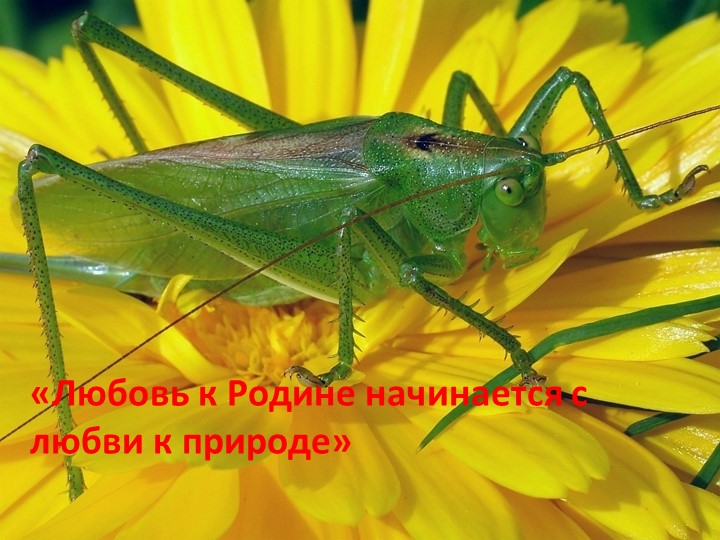 Проект "Наши соседи - насекомые"