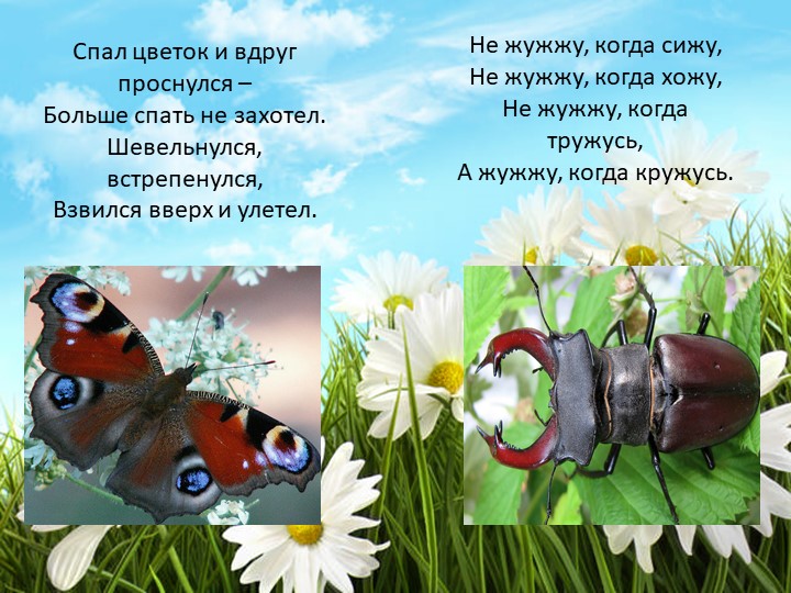 Проект "Наши соседи - насекомые"