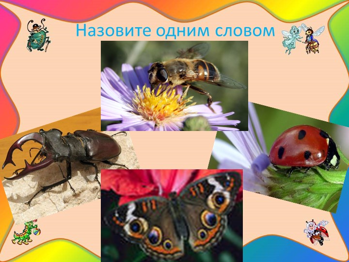Проект "Наши соседи - насекомые"