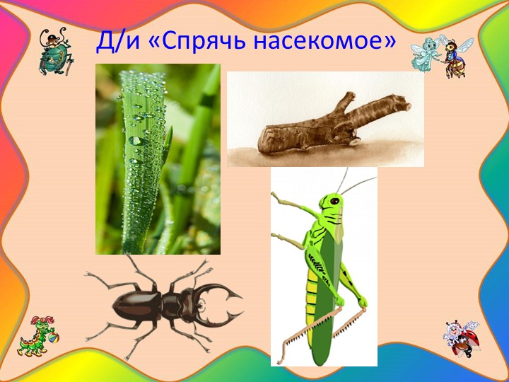 Проект "Наши соседи - насекомые"