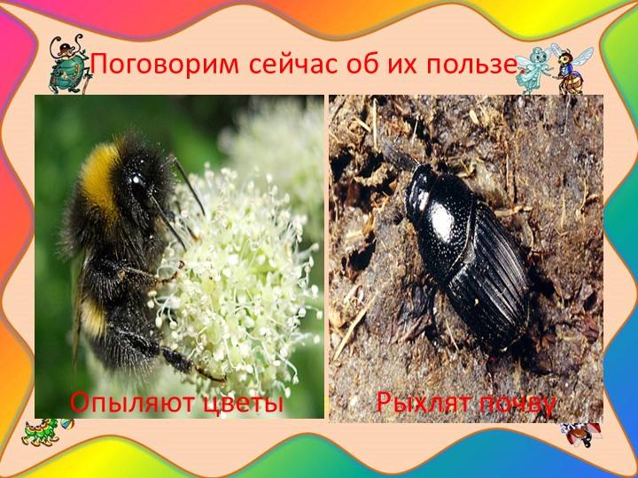 Проект "Наши соседи - насекомые"