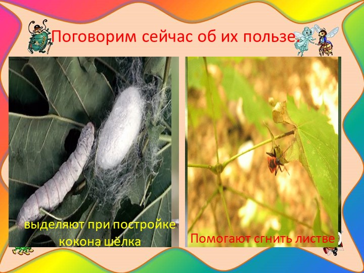 Проект "Наши соседи - насекомые"