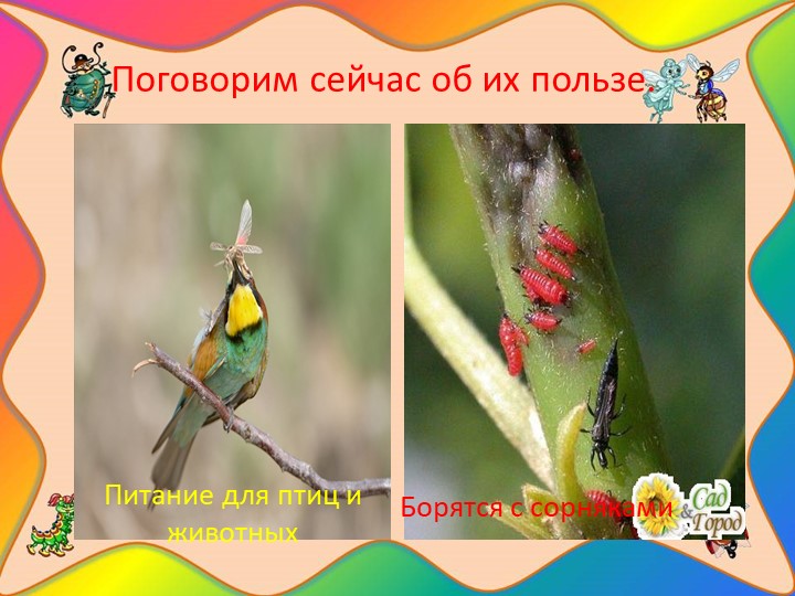 Проект "Наши соседи - насекомые"