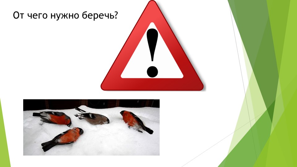 Презентация "Берегите птиц!" к экологическому проекту для подготовительной группы