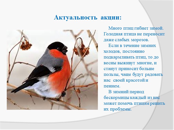 Экологическая акция «Птичья столовая»