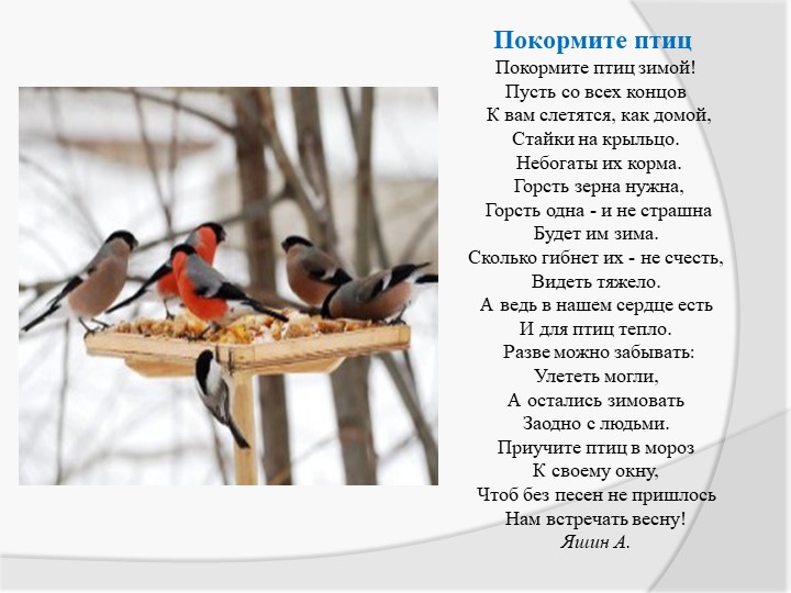 Экологическая акция «Птичья столовая»