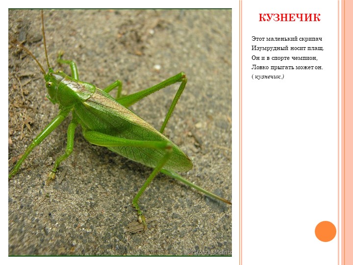 Презентация по формированию целостной картины мира на тему "Насекомые"