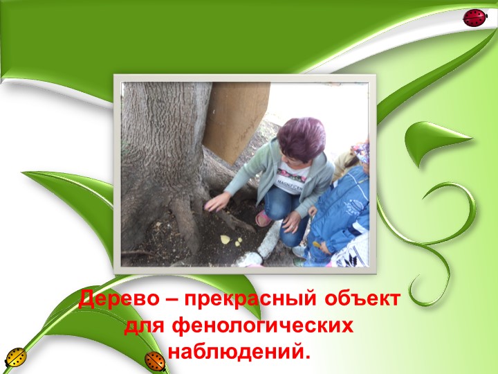 Презентация "Грачи прилетели"старшая группа