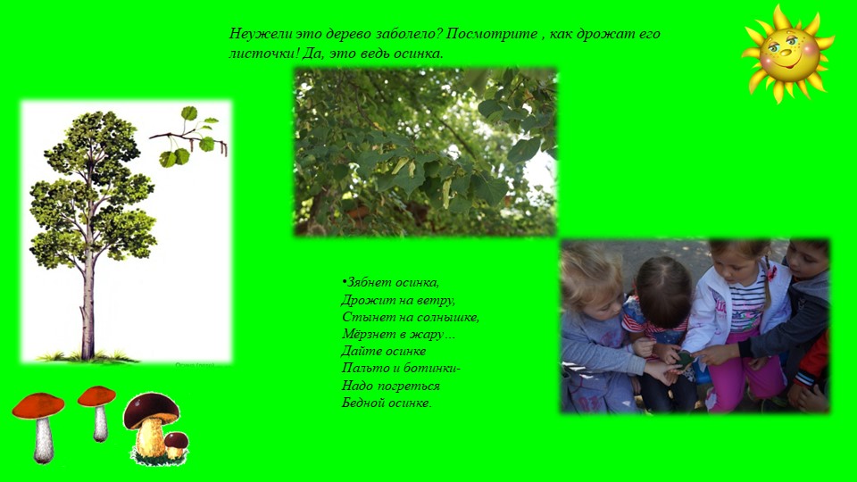 Какие деревья растут у нас на участке?