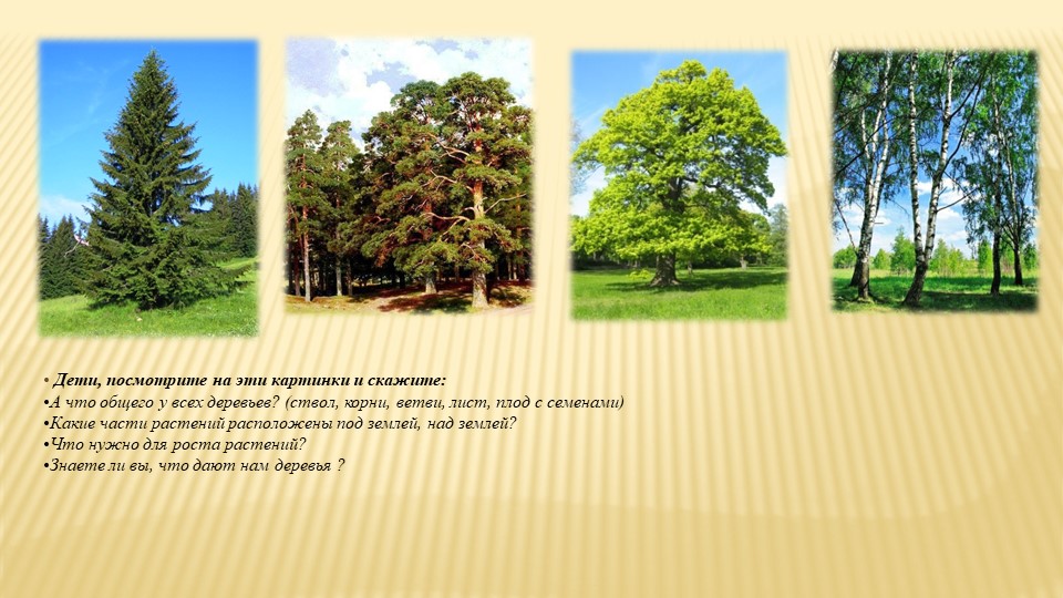 Какие деревья растут у нас на участке?
