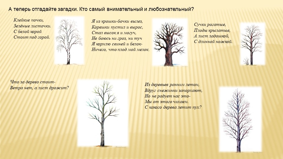 Какие деревья растут у нас на участке?