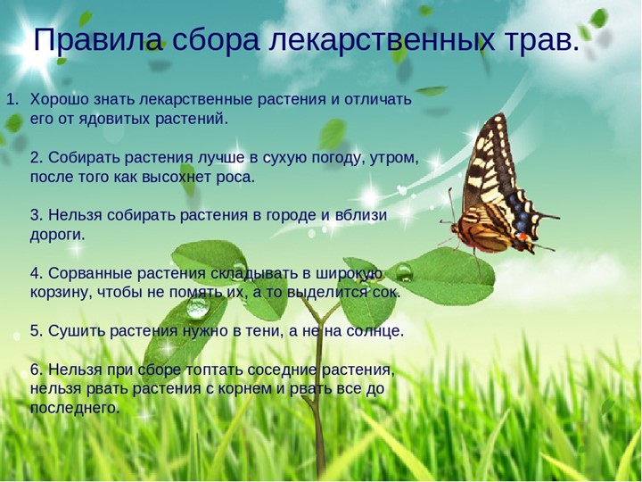 " Лекарственные растения в жизни человека"