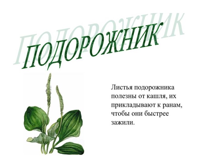 " Лекарственные растения в жизни человека"