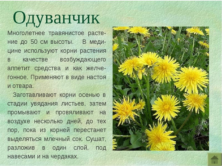 " Лекарственные растения в жизни человека"