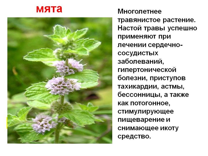 " Лекарственные растения в жизни человека"